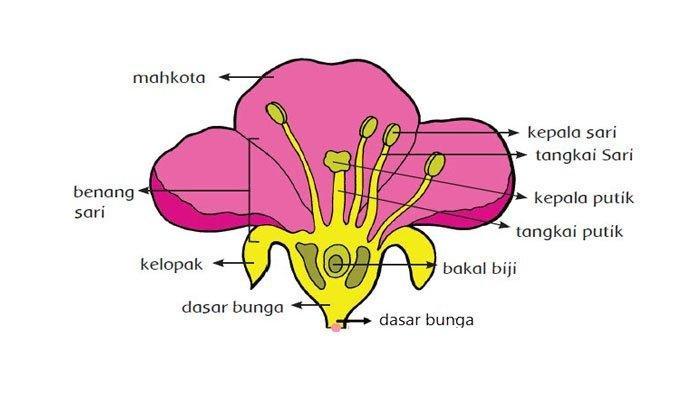 soal tentang bagian bagian bunga terbaru