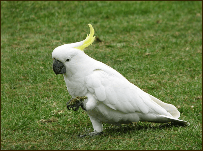 gambar makanan burung kakak tua