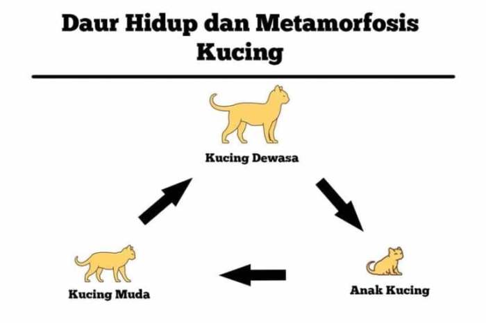 kucing hidup daur hewan sama tergokil belajar menyenangkan itu