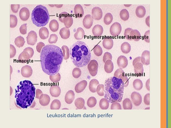 gambar eritrosit leukosit dan trombosit