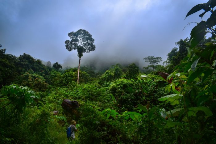 tanaman hutan hujan tropis terbaru