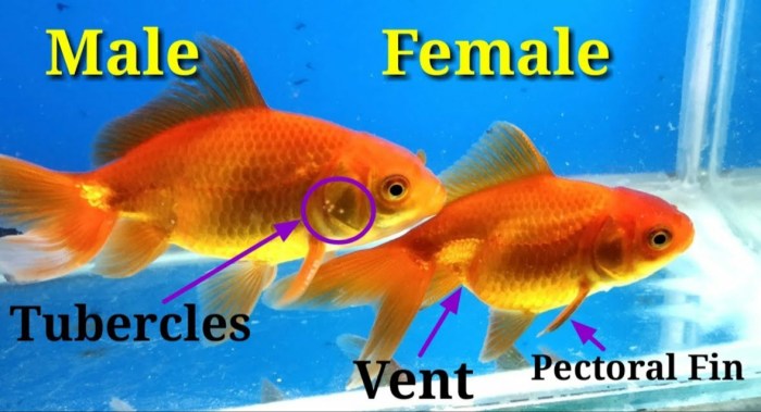 gurame jantan betina membedakan ikan gurami perbedaan kenal sih tahukah siapa mengenai