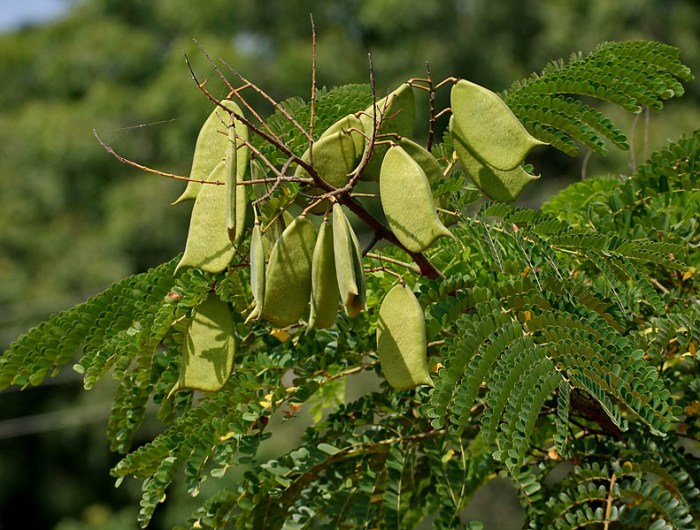 pohon kayu manis liar ciri