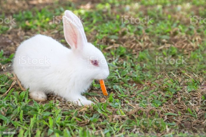 kelinci wortel rabbits bunnies jenis sifat sehat penyakit miliki mengenal karakteristik bernutrisi sedang hewan skal mengobatinya