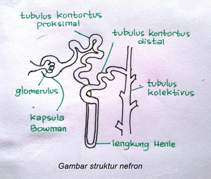 gambar nefron beserta keterangannya terbaru