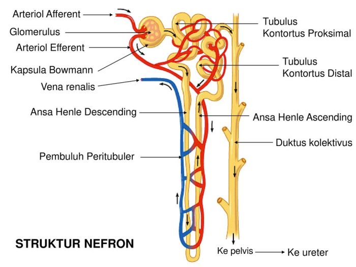 gambar nefron beserta keterangannya terbaru