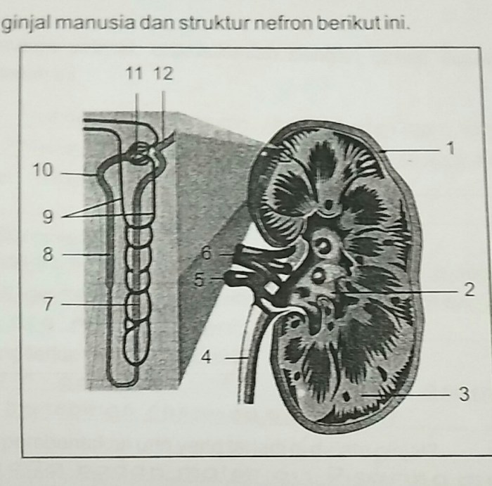 ginjal struktur manusia organ perkemihan pelvis medula korteks nefron anatomi idschool