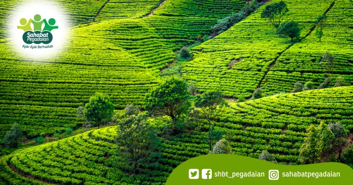 pekerjaan jenis kondisi geografis kliping hubungan mikirbae petani sawah