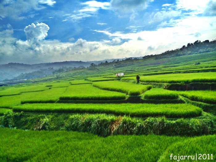 perbedaan sawah dan ladang