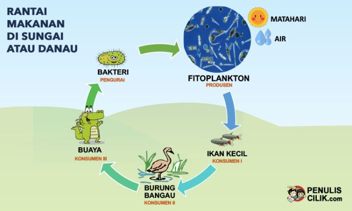 gambar rantai makanan di danau