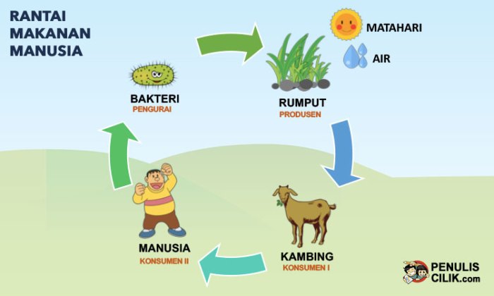 rantai makanan pada ekosistem kebun