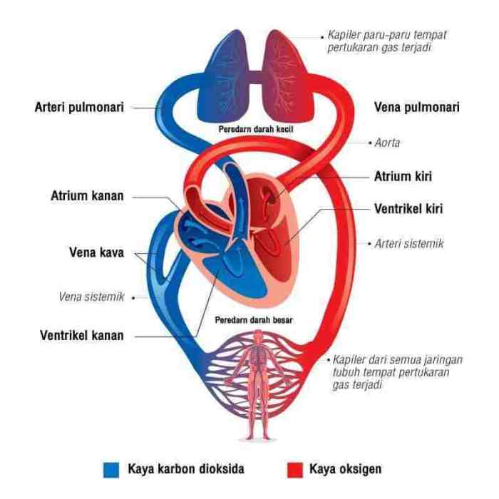 darah manusia peredaran sistem fungsi pembuluh bagan sirkulasi fungsinya pengetahuan ilmu loh bermanfaat biologi itu