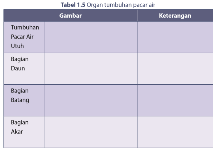 gambar tumbuhan pacar air utuh terbaru