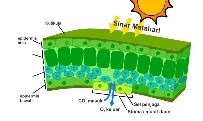 daun penampang melintang dikotil akar monokotil contoh singkat cerpen tentang pidato