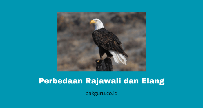 perbedaan rajawali dan elang