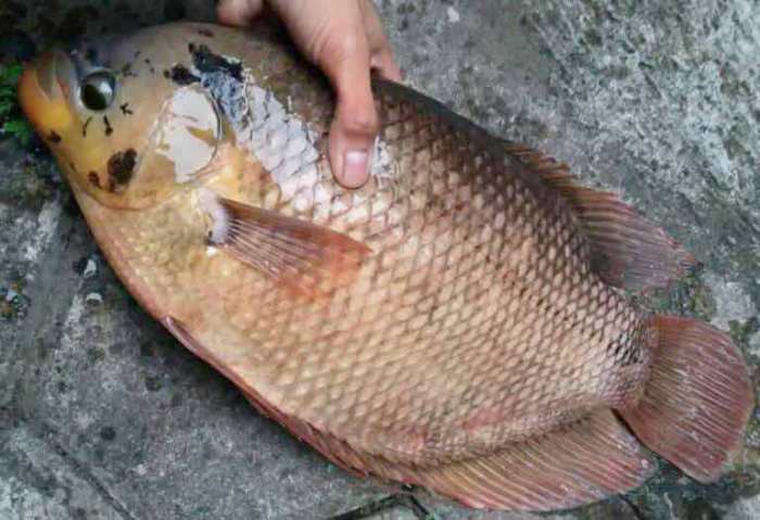 ikan gurame termasuk jenis ikan terbaru