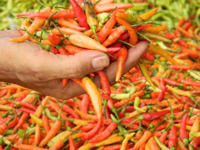 cabai rawit cabe jenis tanaman paprika chilli pxhere populer menanam harus terlengkap ketahui buah batang terpencil makanan mayur sayur menghasilkan