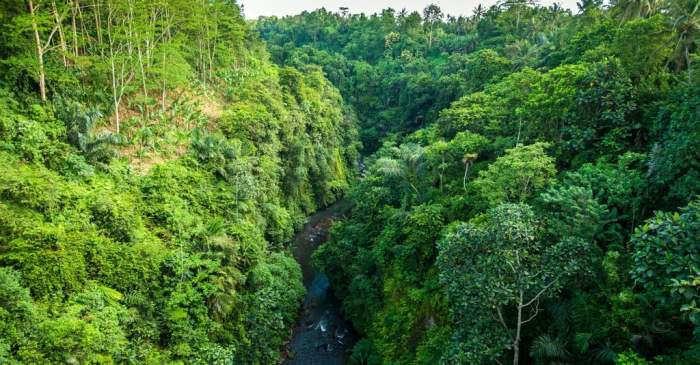 bioma stepa sabana persebaran suatu wilayah diklasifikasikan bumi permukaan pada