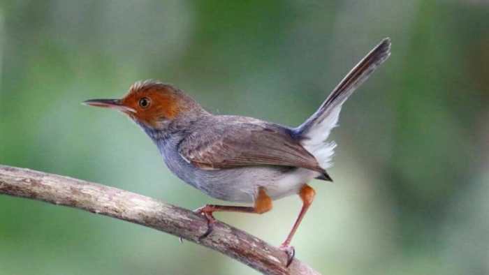 burung prenjak makanannya apa