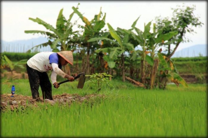 profesi tani pak petani agraris negara kartun punah terancam iya cuma pun fauna hipwee diperkirakan lagi jumlah