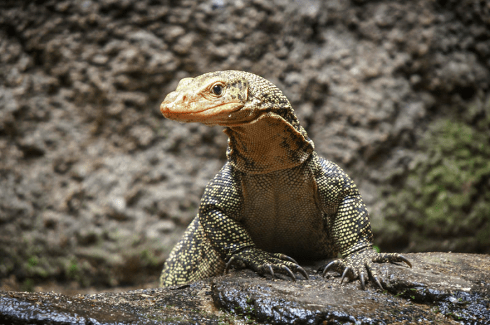 lizard animals borneo lizards biawak orami manfaat daging