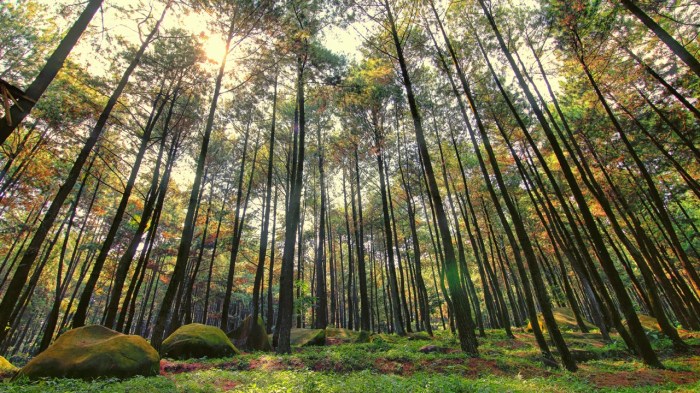 tumbuhan yang ada di hutan terbaru