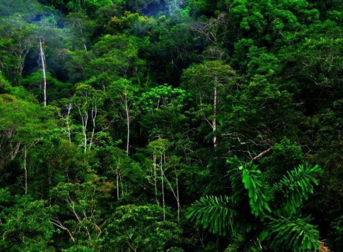 pohon hutan hujan tropis