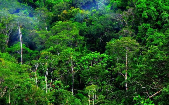 negara hutan hujan tropis terbaru