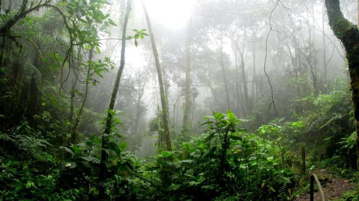 hutan tropis hujan