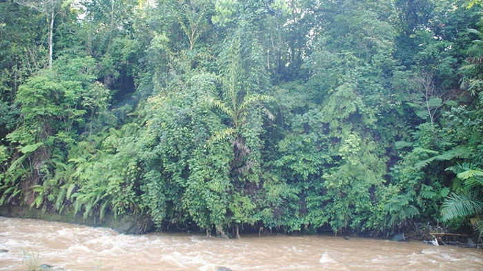 hutan larangan kampung naga terbaru