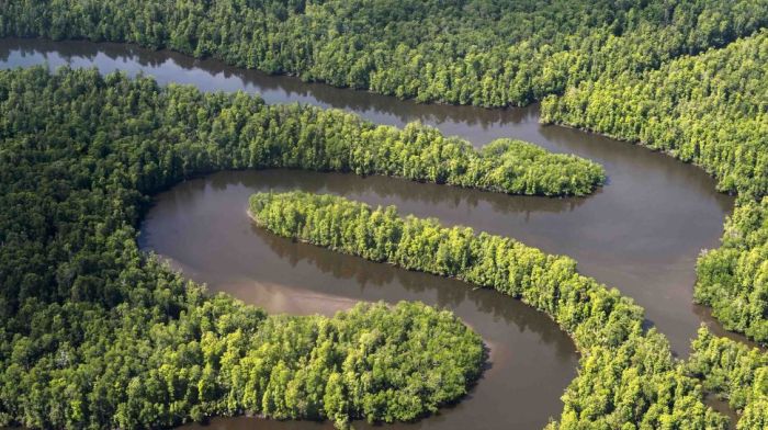 papua hutan hijau wisata kehidupan wajib destinasi dilindungi memesona segudang