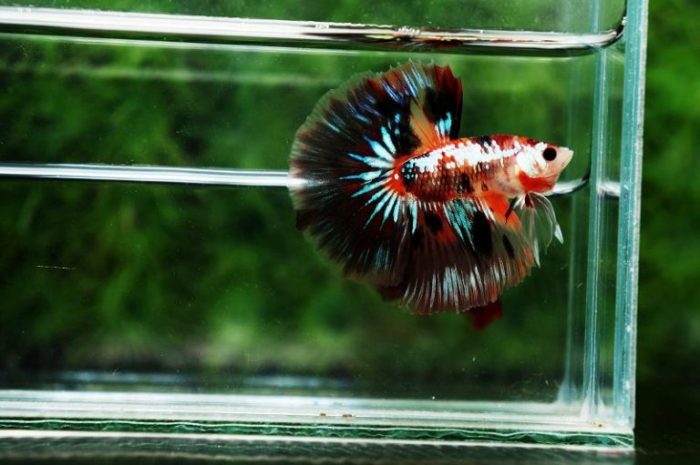 ikan cupang betta bettas budidaya aquarium splendens morfologi discus siamese indofishexporter hias catfish freshwater klasifikasi berbagai nama exporter stocklist fins