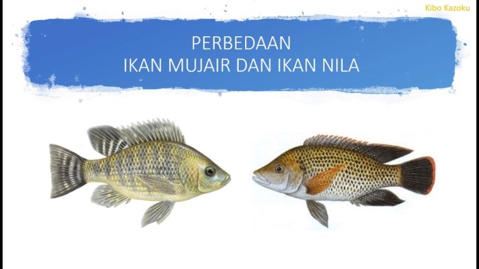 ikan mujair nila perbedaan mirip secara umum beberapa hampir