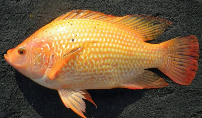 gambar morfologi ikan nila terbaru