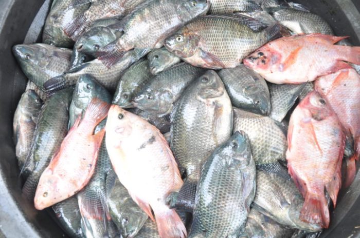 ikan perbedaan betina jantan gurame