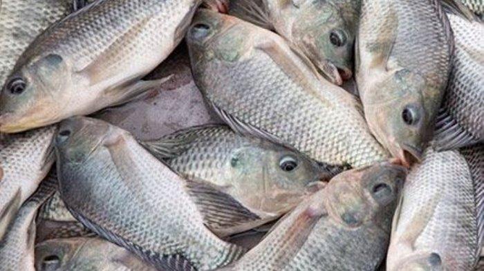 tongkol ikan ciri katsuwonus pelamis favorit euthynnus affinis masyarakat fishider laut