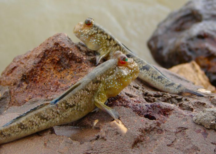 ikan yang hidup di darat terbaru