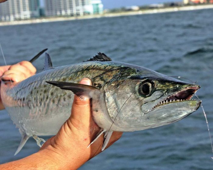 ikan tenggiri hidup di air