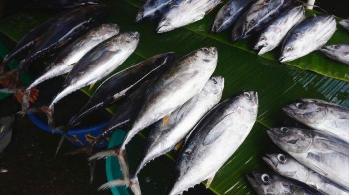 perbedaan tuna dan cakalang terbaru