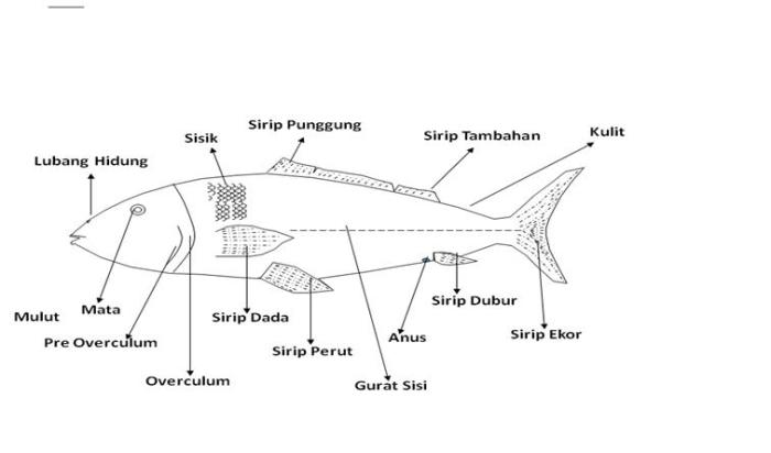 deskripsi ikan dalam bahasa inggris