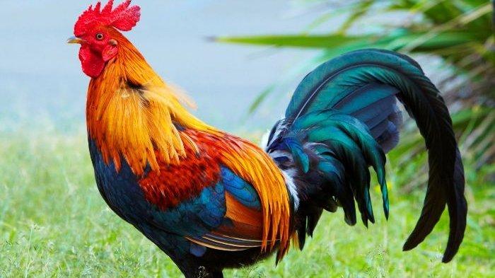 ayam jago suara berkokok hewan koleksi terkini efek