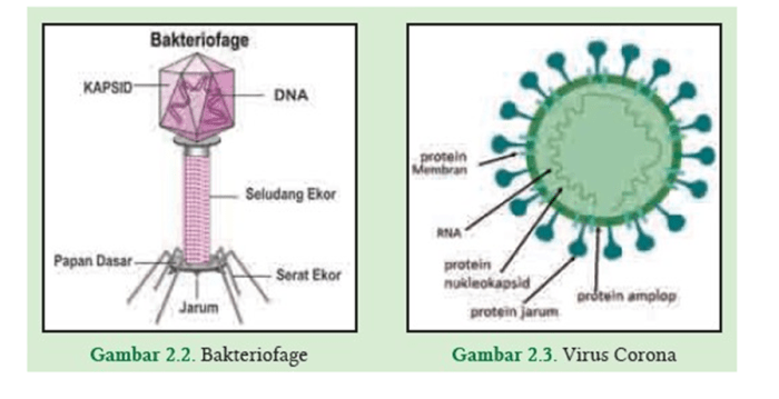 ukuran virus corona dan bakteriofage