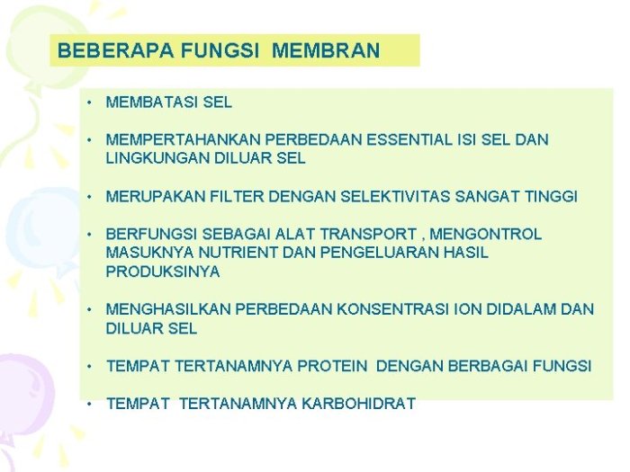 fungsi dari sel b pembelah adalah