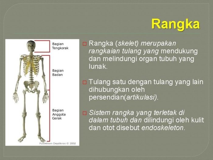 soal essay tentang rangka manusia