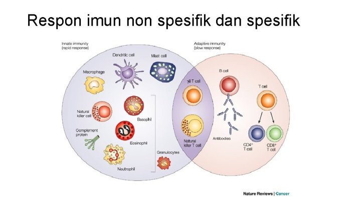 respon imun spesifik dan non spesifik terbaru