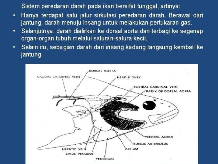 gangguan pada organ peredaran darah ikan