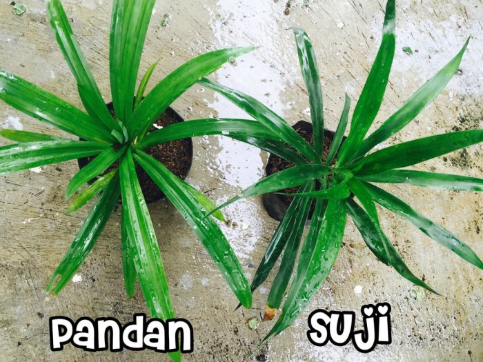 daun suji dan daun pandan