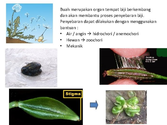 proses pematangan jambu biji