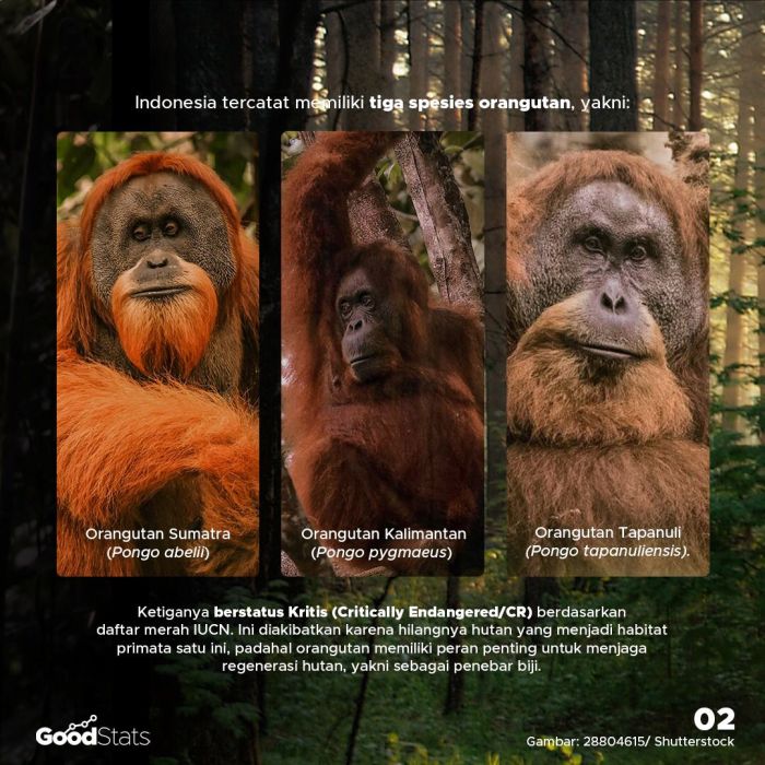 Perbedaan orangutan kalimantan dan sumatera