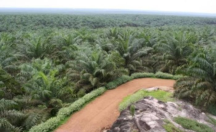 sawit menanam kelapa plantations illegal logging deforestation bertani panduan tahu kalian wajib